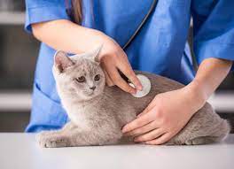 false pregnancy in cat